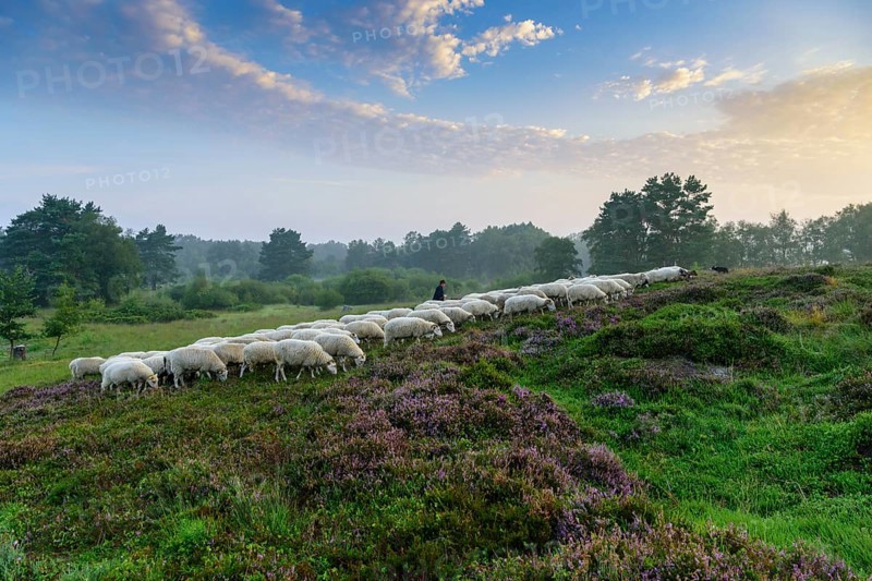 Shepherd with a flock of sheep in the heath at the Thuelsfeld dam at sunrise