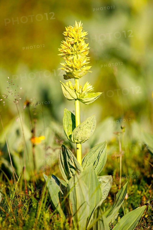 Great yellow gentian (Gentiana lutea)