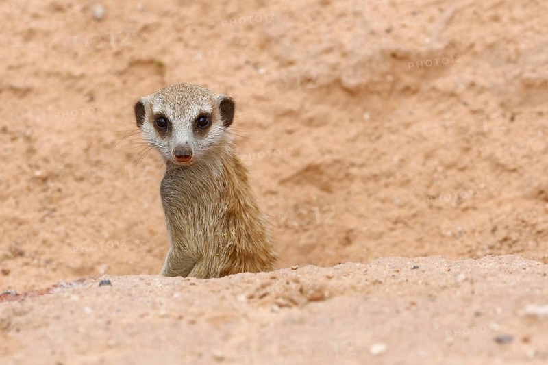 Meerkat (Suricata suricatta)
