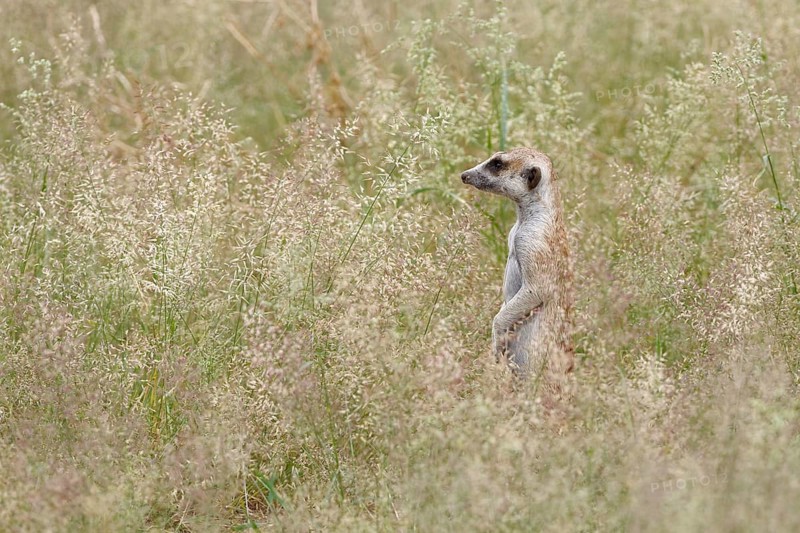 Meerkat (Suricata suricatta)