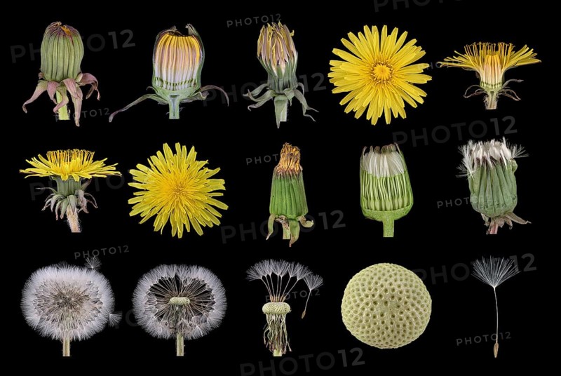 Dandelion (Taraxacum sect. Ruderalia )