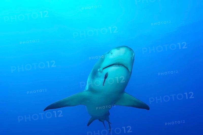 Lemon shark (Negaprion brevirostris)