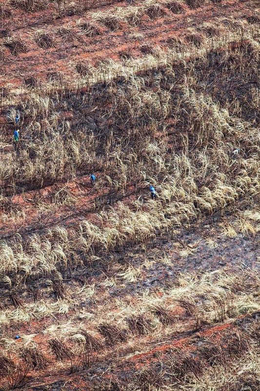 Harvesters work on burnt Sugarcane Plantations