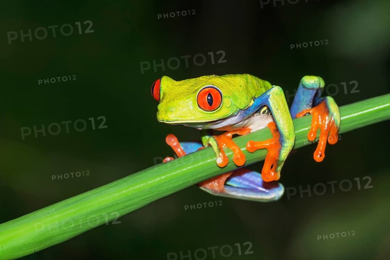 Red-eyed tree frog (Agalychnis callidryas) on green trunk