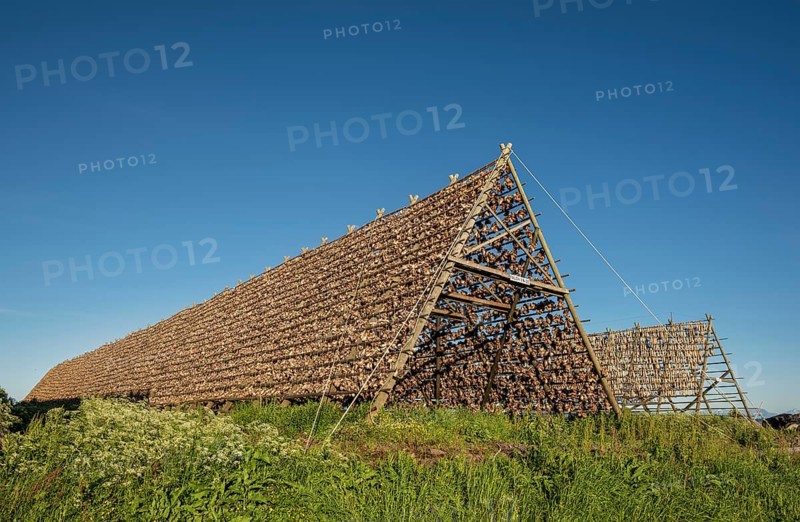 Stockfish and codfish Fish heads on drying rack made of wood