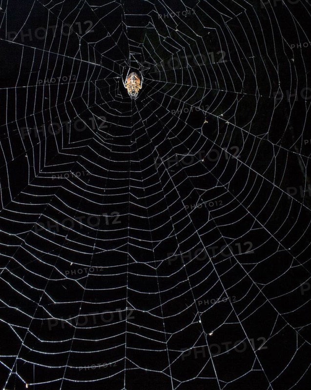 Spider (Eriophora fuliginea) in web