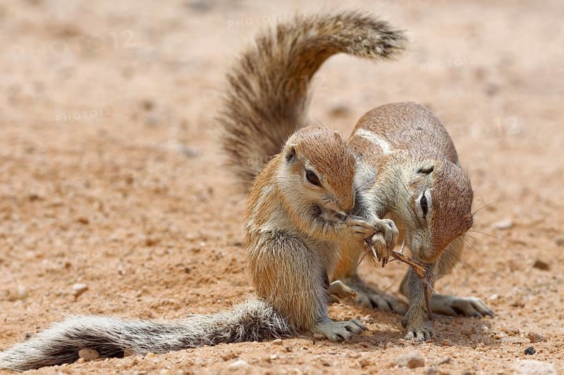 Cape ground squirrels (Xerus inauris)