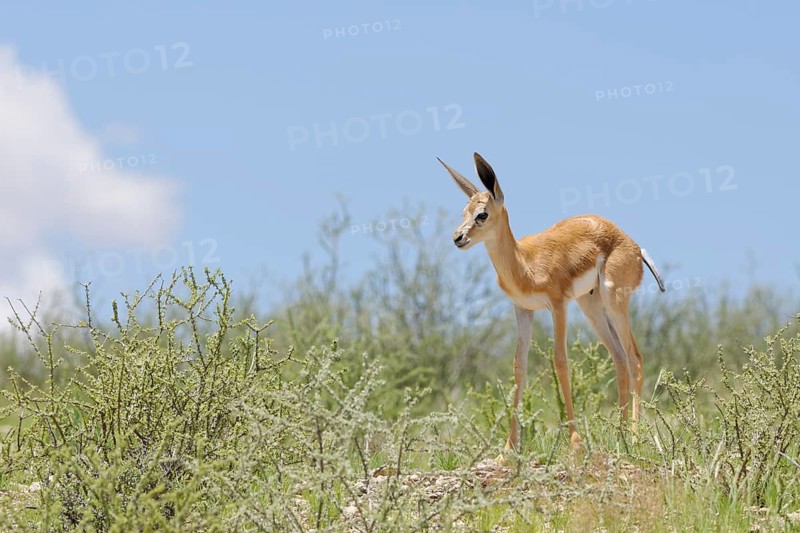 Springbok (Antidorcas marsupialis)