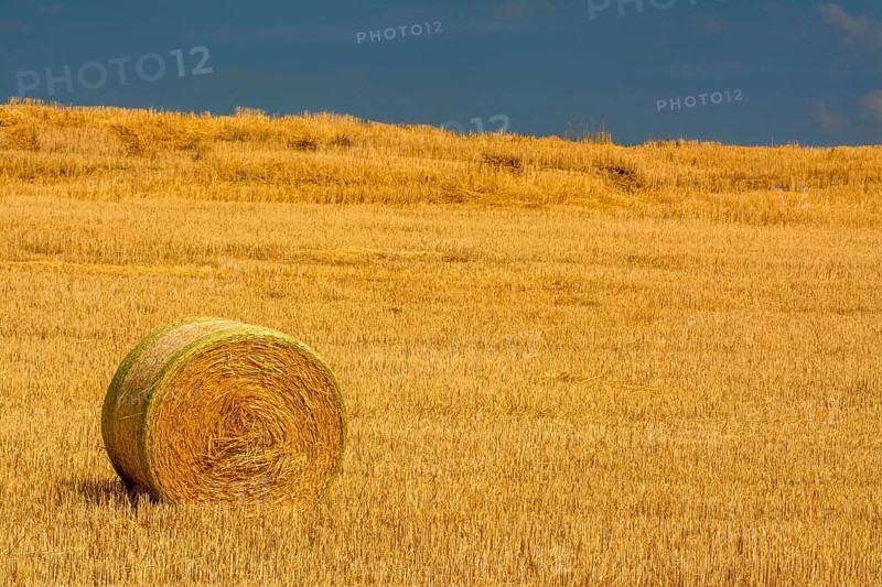 Bales of straw in harvested field