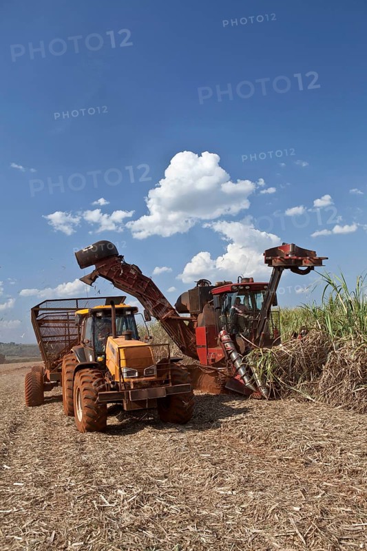 Mechanized harvest of Sugarcane