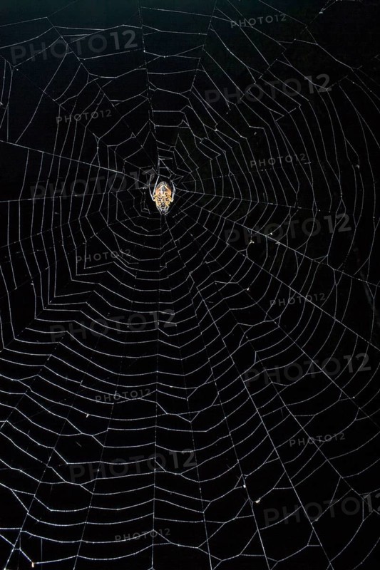 Spider (Eriophora fuliginea) in web