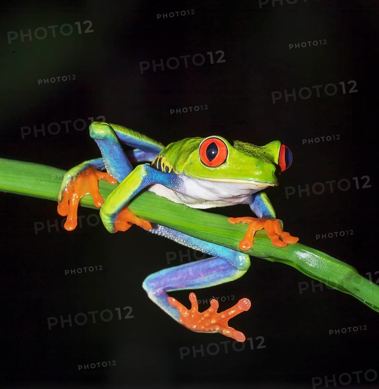 Red-eyed tree frog (Agalychnis callidryas) on green trunk