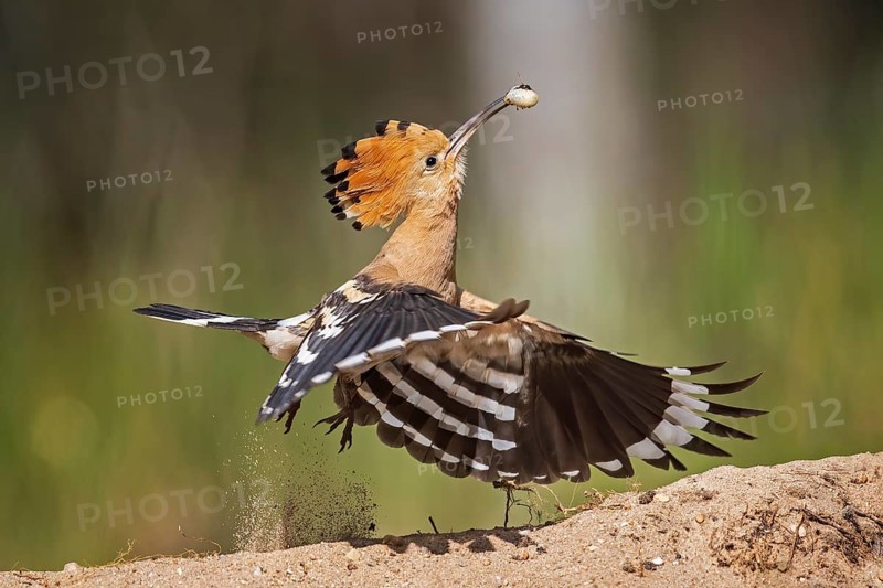 Hoopoe (Upupa epops) with Engerling as food