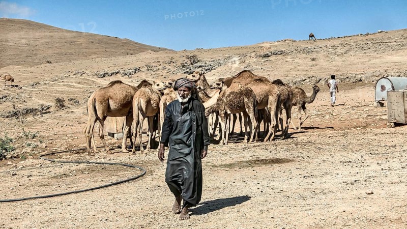 Camel breeder with camels in the mountains north of Salalah
