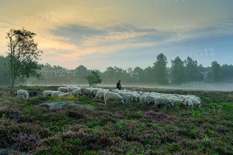 Shepherd with a flock of sheep in the heath at the Thuelsfeld dam at sunrise