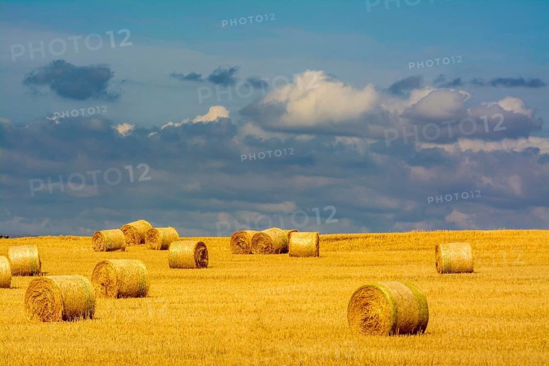 Bales of straw in harvested field