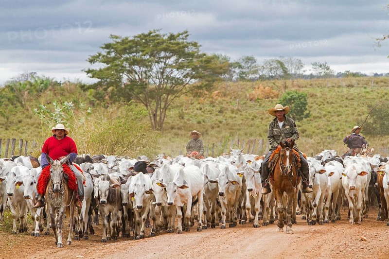 Gauchos herd cows