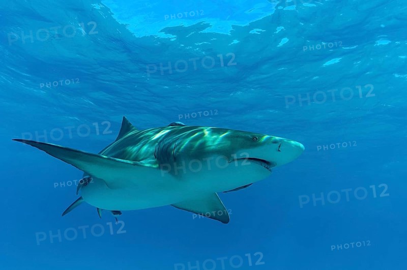 Lemon shark (Negaprion brevirostris)