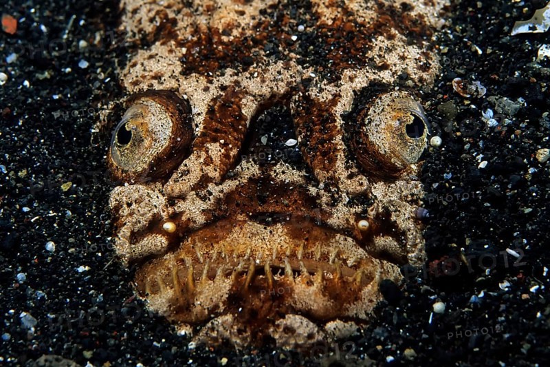 Marbled stargazer