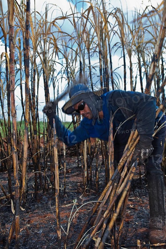 Man harvesting burnt sugarcane