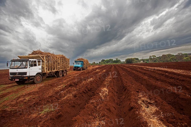 Trucks loaded with sugar cane ready for plantation