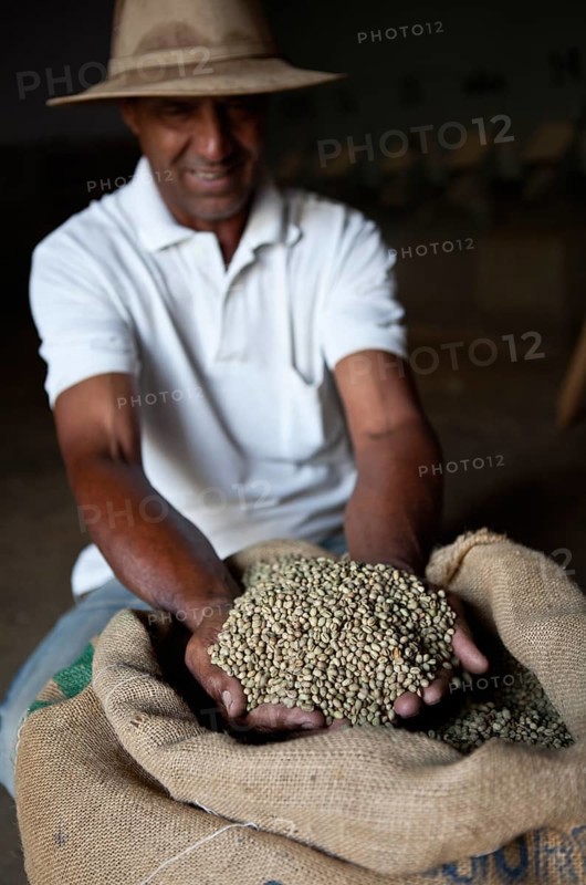 Foreman shows coffee beans before roast process at the Coffee plantation processing plant in Itapira