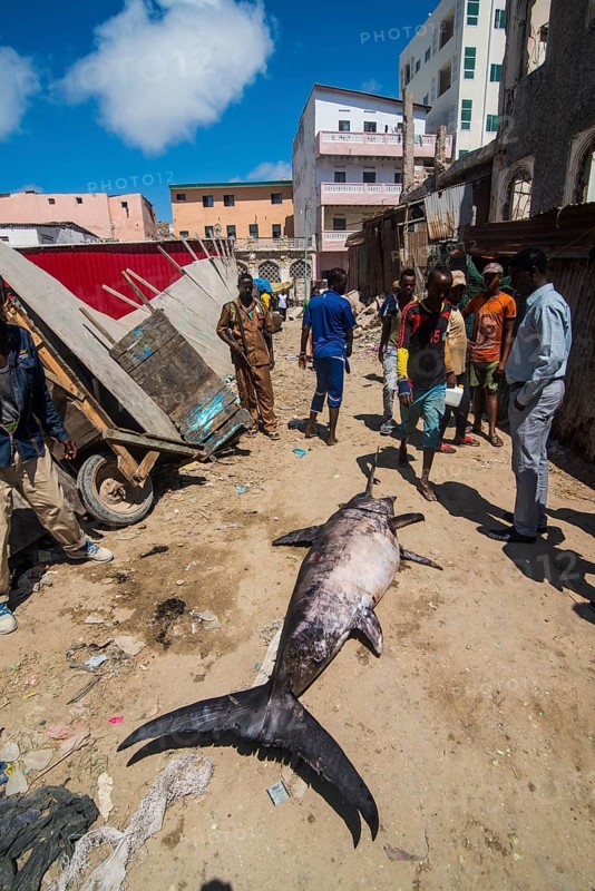 Dead swordfish in the old town of Mogadishu