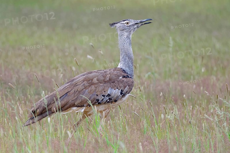 Kori bustard (Ardeotis kori)