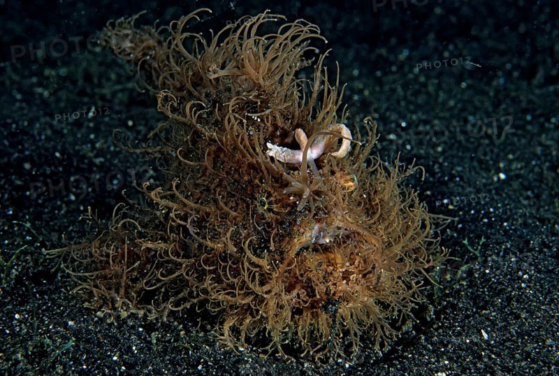 Shaggy frogfish (Antennarius hispidus) on sandy ground