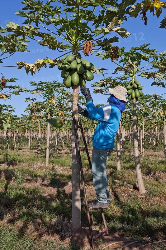 Worker Picks Papayas on a Plantation