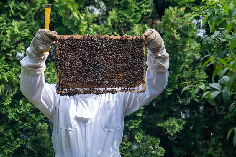 Beekeeper controls his honey bees