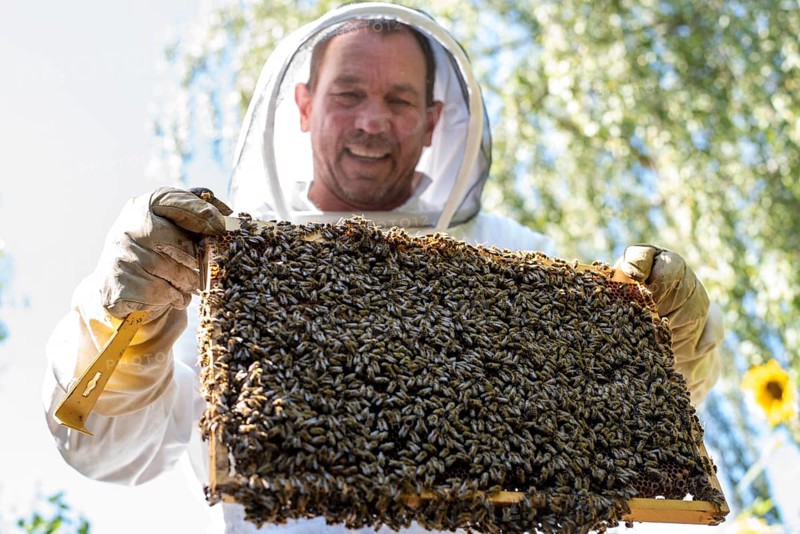 Beekeeper controls his honey bees