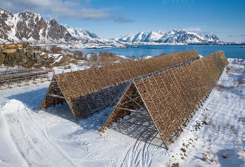 Thousands and thousands of stockfish Fish heads on wooden drying rack