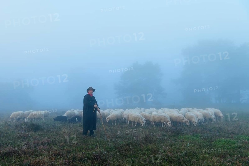 Shepherd with a flock of sheep in the heath at the Thuelsfeld dam at sunrise