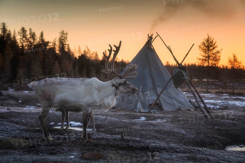 Morning in Tsaatan (reindeer herders) area. Ulaan taiga mountains. Khuvsgul province