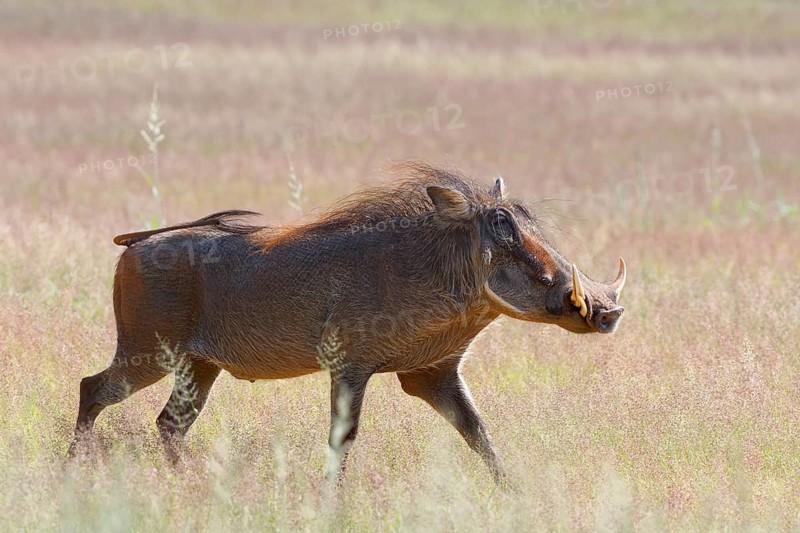 Common warthog (Phacochoerus africanus)