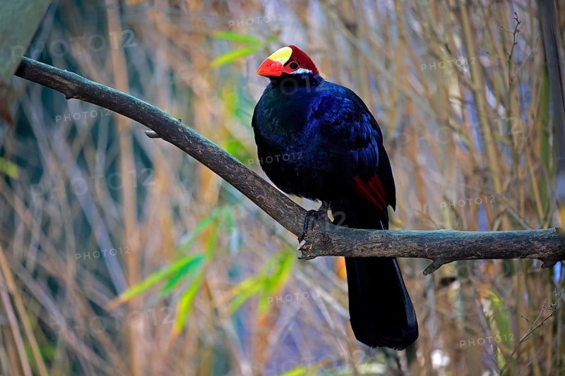Violet turaco (Musophaga violacea)