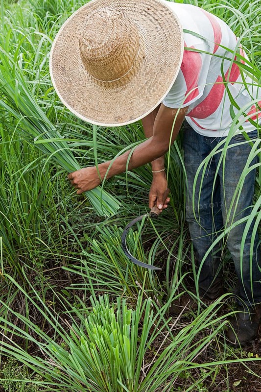 Collecting lemon grass at the eco farm Sao Benedito