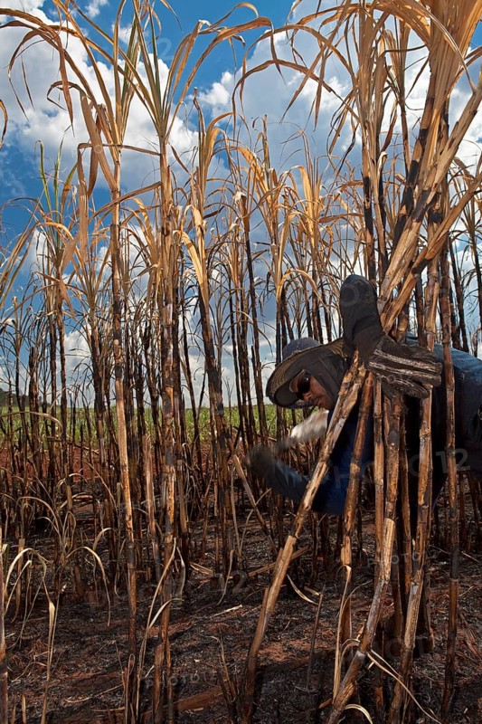 Man with regulation outfit for Manual harvest of burnt sugarcane