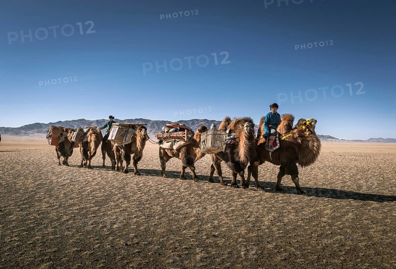 Shepherds move with camel caravan to winter camp