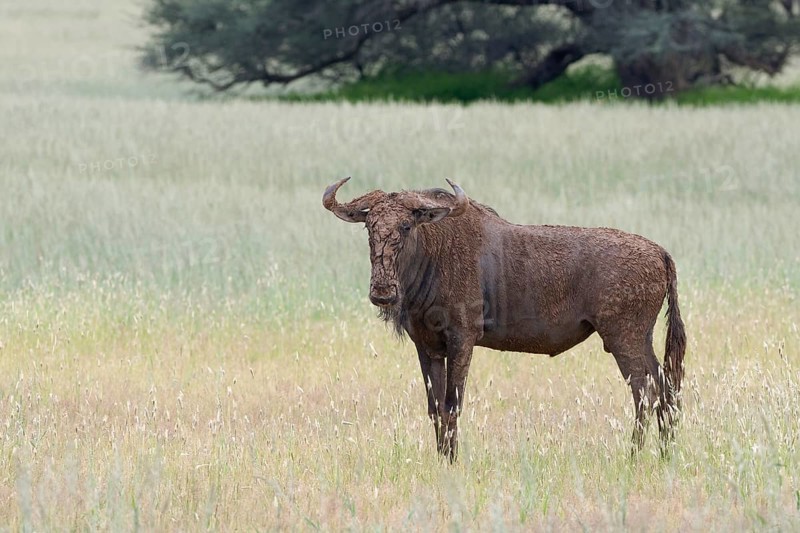 Blue wildebeest (Connochaetes taurinus)