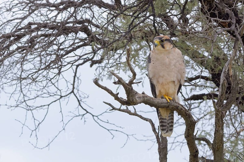 Lanner falcon (Falco biarmicus)