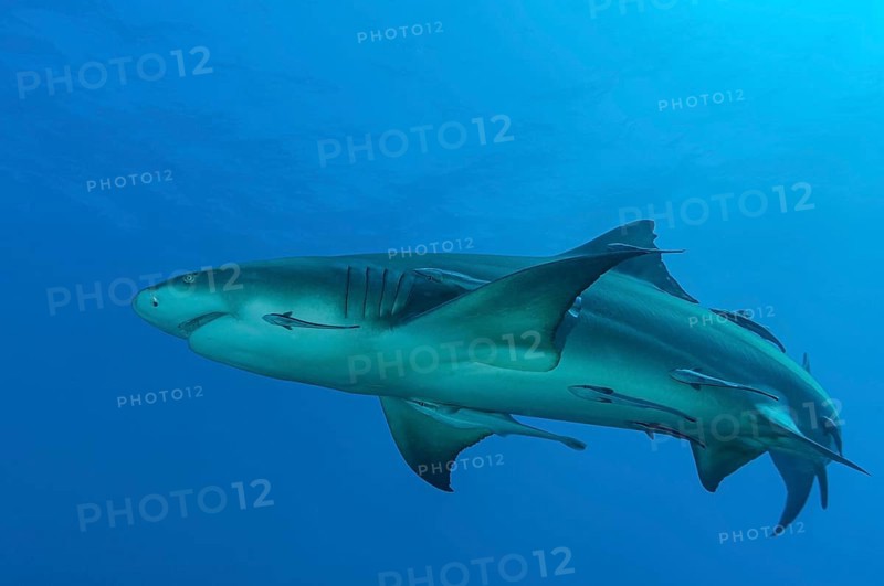 Lemon shark (Negaprion brevirostris)