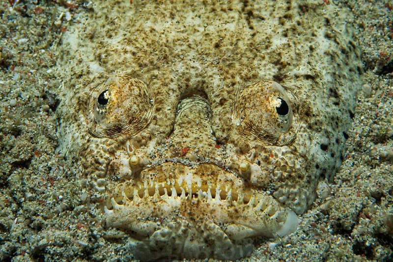 Marbled Stargazer (Uranoscopidae)