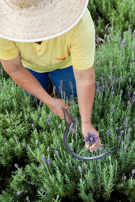 Collecting lavender flowers at the eco farm Sao Benedito