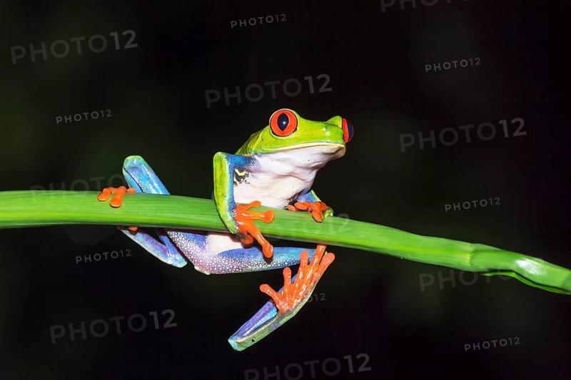 Red-eyed tree frog (Agalychnis callidryas) on green trunk