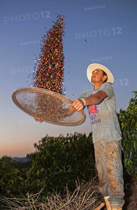 Coffee worker separates coffee cherries from chaff using a basket