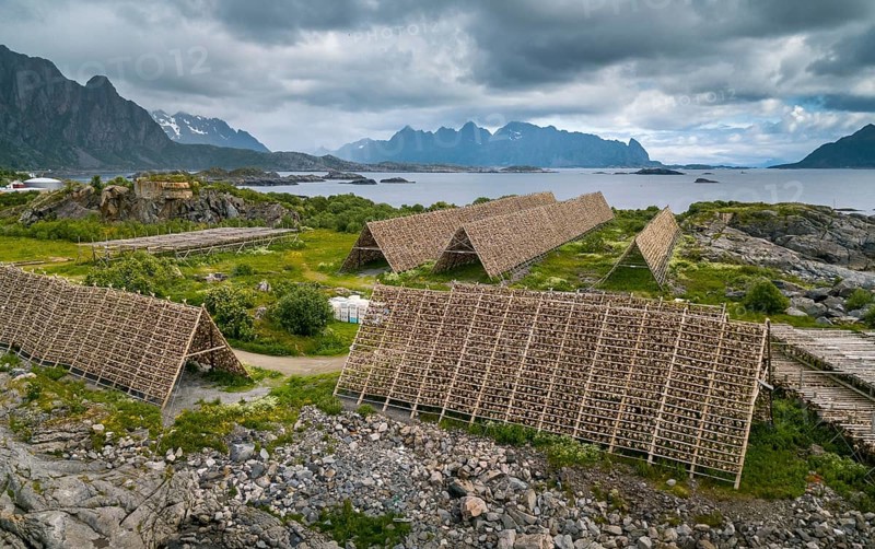 Thousands and thousands of stockfish Fish heads on wooden drying racks