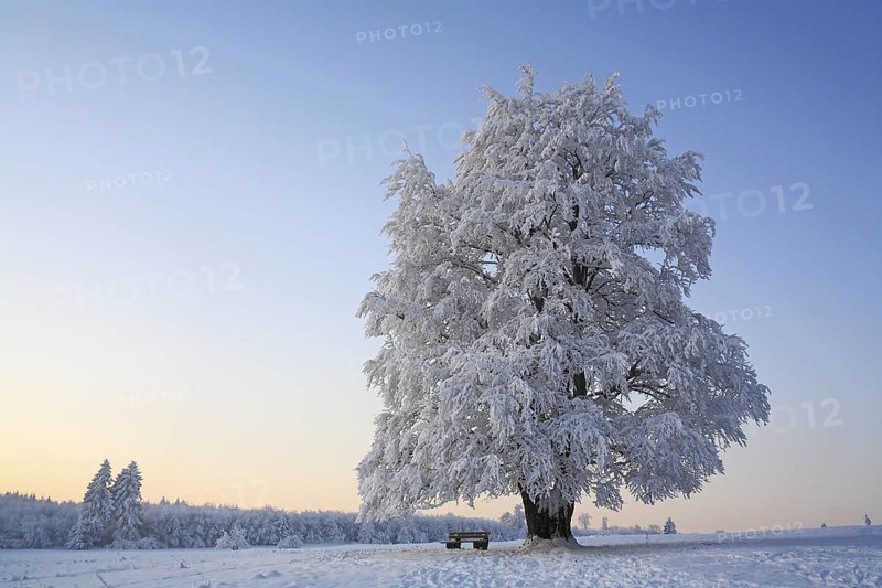 Wintry solitary beech