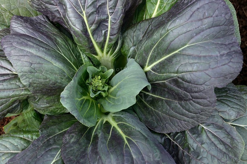 Pak Choi